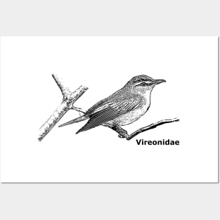 Bird Families - Vireonidae Posters and Art